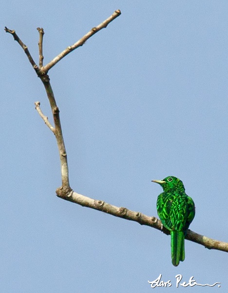 African Emerald Cuckoo